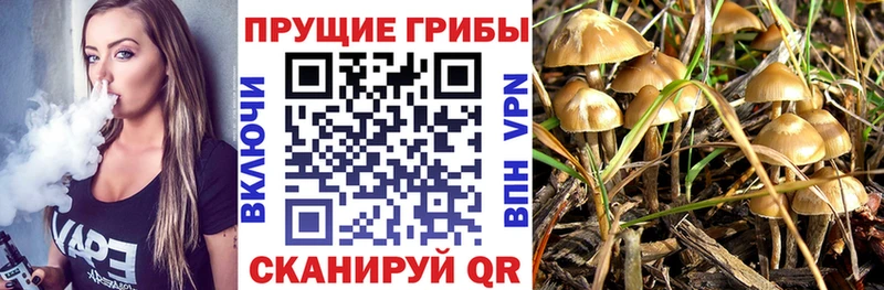 Галлюциногенные грибы Psilocybine cubensis  Абинск 